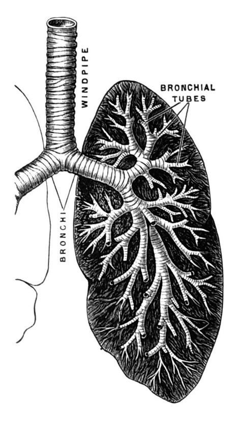 Lung Tattoo, Lungs Drawing, Lungs Art, Sea Ideas, Medical Drawings, Male Figure Drawing, Human Figure Drawing, Human Anatomy Art, Relief Printing