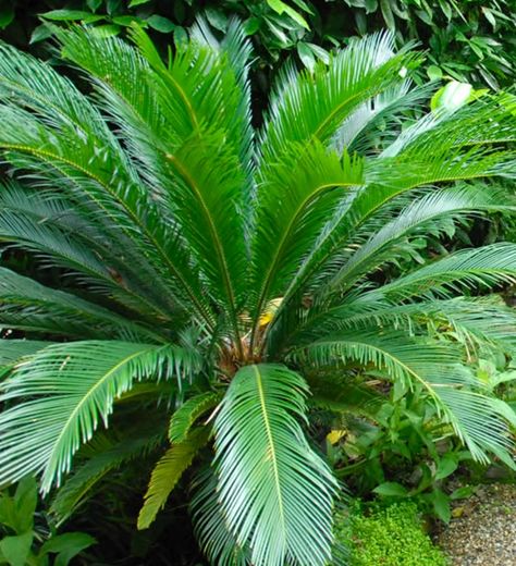 Tropical Garden Design: Everything You Need To Know Bushes And Shrubs, Sago Palm, Tropical Garden Design, Tropical Backyard, Replant, Tropical Landscaping, Garden Care, Landscaping Plants, The Roots