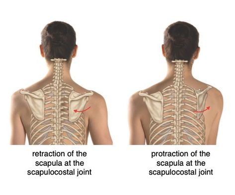 Scapular actions: Retraction & Protraction ♦ Retraction: when the scapulae wrap around the ribcage in a posterior and then medial direction toward the spine ♦ Protraction: when the scapulae wrap around the ribcage in a lateral and then anterior direction away from the spine In our classes, performing a plank for the first few seconds feels very strong and that action is mostly protraction. After fatigue sets in, the shoulder blades cave towards each other and that's retraction #Yoga #Yogi Bosu Ball, Yoga Anatomy, Yoga Philosophy, Midsize Style, Body Awareness, Resistance Training, Yoga Classes, Mind Body Soul, Acupressure