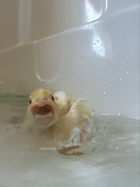 Duck Memes, Duck Pictures, Duck Photo, Pet Ducks, Cute Ducklings, Baby Duck, Funny Duck, Cute Small Animals, Cute Duck