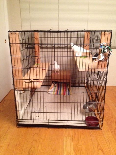 Extra large dog crate as indoor pigeon cage Bunny Hutches, Bird Cage Ideas, Small Dog Cage, Indoor Bunny, Pigeon Cage, Extra Large Dog Crate, Fluffy Bunnies, Pet Pigeon, Bunny Ideas