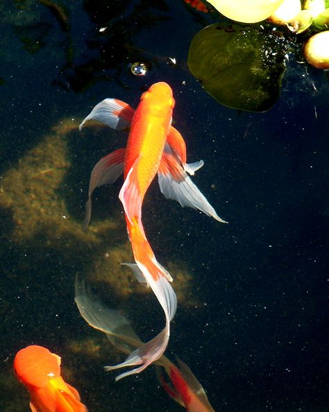 goldfish . graceful Koi Fish Gold, Aesthetic Fishing, Comet Goldfish, Karp Koi, Fish Tank Ideas, Fish Aesthetic, Butterfly Koi, Fish Tank Themes, Coy Fish