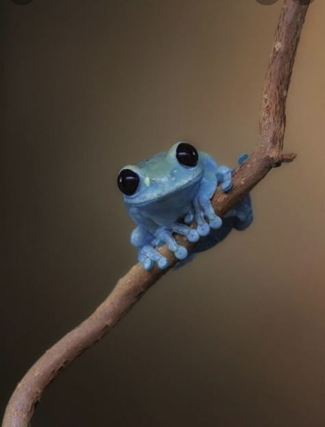 Blue Frog, Memes, Blue, Black