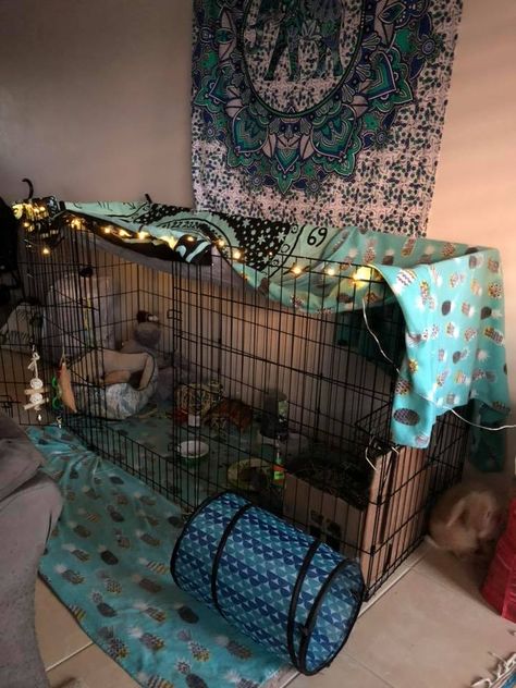 Dog/Rabbit DIY Rustic Modern Cute Pet Gate Enclosure Habitat Exercise X-Pen Ideas Diy Bunny Cage, Diy Rabbit Cage, Indoor Rabbit Cage, Diy Guinea Pig Cage, Rabbit Diy, Rabbit Enclosure, Rabbit Habitat, Your Dog, Puppy Training Schedule