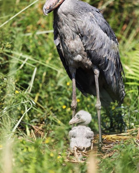 Shoebill Bird, Weird Looking Animals, Scary Birds, Lizard Dragon, Shoebill Stork, Weird Birds, Bird People, Zoo Babies, Kinds Of Birds