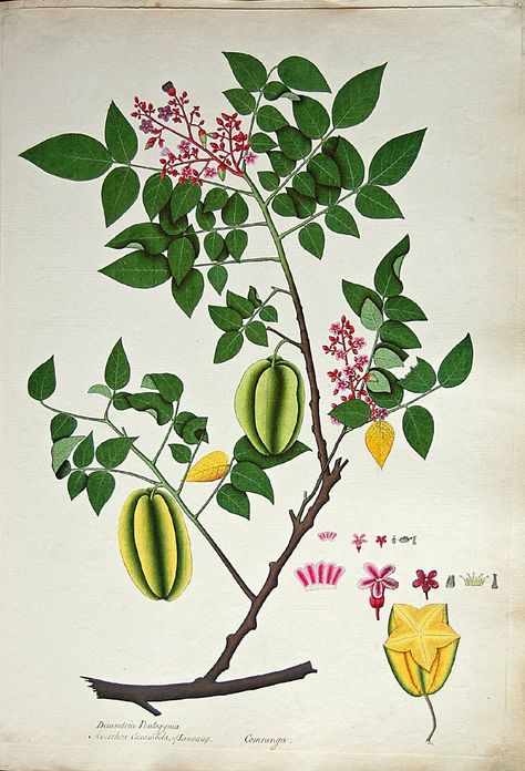 Starfruit (Averrhoa carambola) c.19th century. British Museum. Starfruit Tattoo, Starfruit Illustration, Star Fruit Plant, Starfruit Tree, Fruit Botanical Illustration, Star Fruit Tree, Free Botanical Prints, Santol Fruit Tree, Fruit Sketch