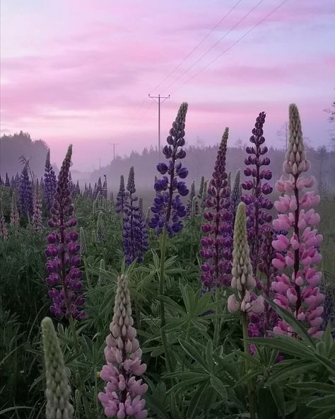 Summer Fields, Lupine Flowers, Purple Flowers Wallpaper, Plant Aesthetic, Flower Therapy, Dark Wallpaper Iphone, Wallpaper Space, Tumblr Photography, Cloud Painting