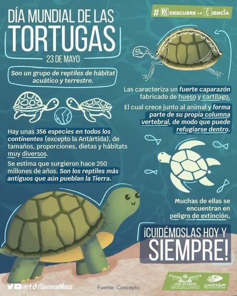 Oceanography Marine Biology, Animals Information, Ocean Turtle, Biology Facts, Infographic Poster, Marine Biologist, Oceanography, Class Notes, Science Fair Projects