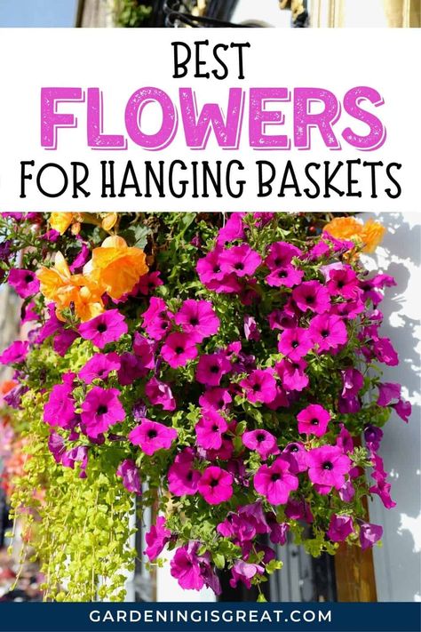 7 Of The Best Flowers For Hanging Baskets | Gardening is Great Hanging Baskets On Porch, Best Flowers For Hanging Baskets, Flowers For Hanging Baskets, Hanging Baskets Diy, Window Baskets, Yard Plants, Container Ideas, Best Flowers, Hanging Flower Baskets