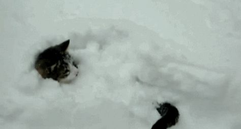 How... Snow Gif, Snow Dogs, Funny Cat Videos, Cat Gif, Cat Photo, Animal Gifs, Funny Cute, The Snow, A Cat