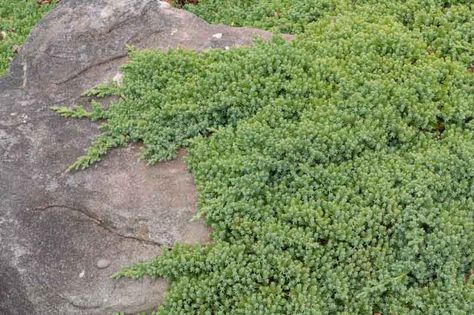 Incredibly popular, Juniperus procumbens 'Nana' (Garden Juniper) is a compact mat-forming evergreen shrub with long trailing branches radiating in all directions. They are densely covered with prickly, blue-green needles, which keep their fantastic color in all seasons. Slow-growing, this compact Juniper makes a wonderful dwarf groundcover and looks terrific in the rock garden or cascading over a wall. It creates a stunning and very classy look in the landscape. Juniper Plant, Landscaping Rock, Planting Shrubs, Covered Garden, Sandy Soil, Traditional Garden, Buy Plants, Plant Combinations, Evergreen Shrubs