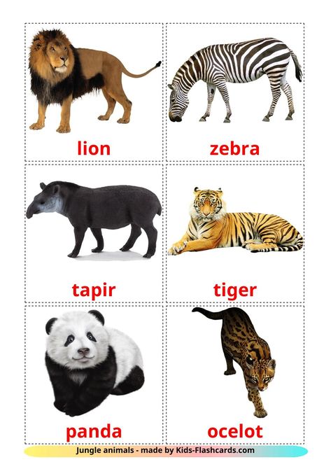 Real Images Of Animals, Printable Animals Pictures, Jungle Animal Flashcards Printable Free, Zoo Animals Printables Free, Animals Chart Free Printable, Animals Images Pictures, Animals Pictures For Kids Printables, Free Printable Animal Pictures, Zoo Animal Flashcards Free Printable