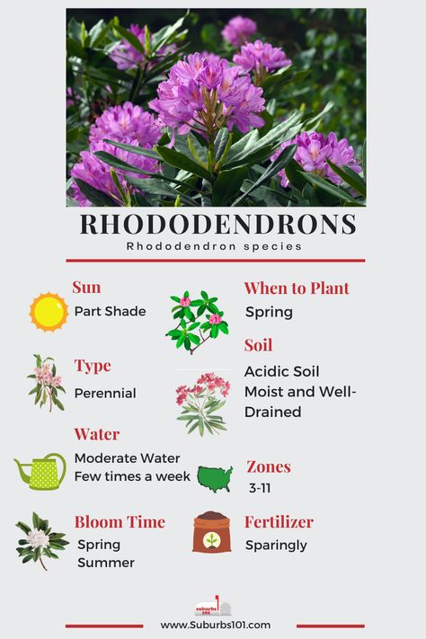 Lazy Gardener's Guide: How to Grow Rhododendrons (Infographic) Rhododendron Care, Garden Core, Rhododendron Flower, Rhododendron Plant, Garden Front Of House, Garden Companion Planting, Azalea Flower, Growing Peonies, Growing Hydrangeas