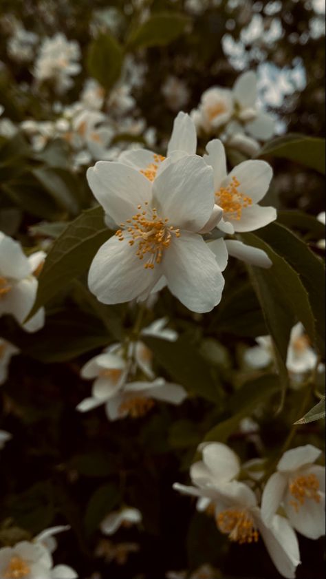 Orange Flower Aesthetic, Flowers Orange Aesthetic, Flower Aesthetic Orange, Mock Orange Flower, Orange Fruit Aesthetic Vintage, White Flowers Aesthetic Dark, White Flower Dark Aesthetic, Mock Orange, Orange Flower