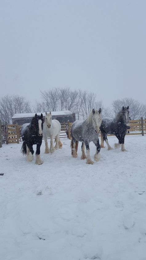 Shire horses Shire Horse Aesthetic, Shires Horse, Shire Aesthetic, Shire Horses, Horses In Snow, Scottish Countryside, Shire Horse, Dream Farm, Future Garden