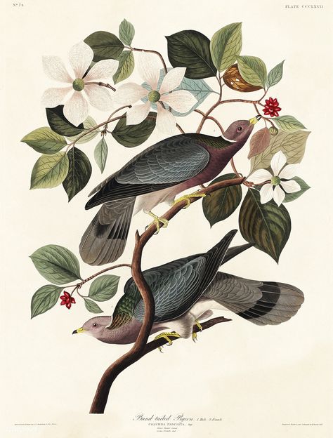 Band-tailed Pigeon from Birds of America (1827) by John James Audubon (1785 - 1851), etched by Robert Havell (1793 - 1878). The original Birds of America is the most expensive printed book in the world and a truly awe-inspiring classic. Free public domain | www.rawpixel.com Band Tailed Pigeon, Audubon Prints, Pigeon Bird, Audubon Birds, James Audubon, Birds Of America, John James Audubon, Wildlife Artists, Lithograph Print