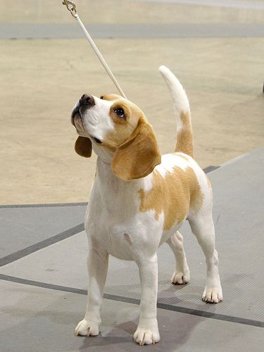 White Beagle, Lemon Beagle, Beagle Breeds, Golden Retriever Baby, Beagle Puppies, Hound Dogs, Staffordshire Bull Terriers, Dog Obedience Training, Bassett Hound