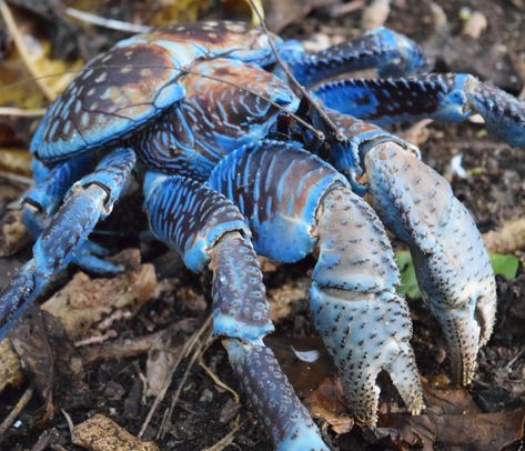 giant blue coconut crab Elemental Fairies, Crab Anatomy, Ice Festival, Coconut Crab, Fish Rocks, Water Creatures, Zine Design, Alien Concept, Crustaceans