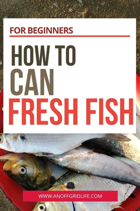 Canning Fish Pressure, Pressure Canning Fish, Canning Fish Recipes, Canning Fish, Survival Binder, Canning Soups, Canned Fish Recipes, Fish For Beginners, Canning Meat