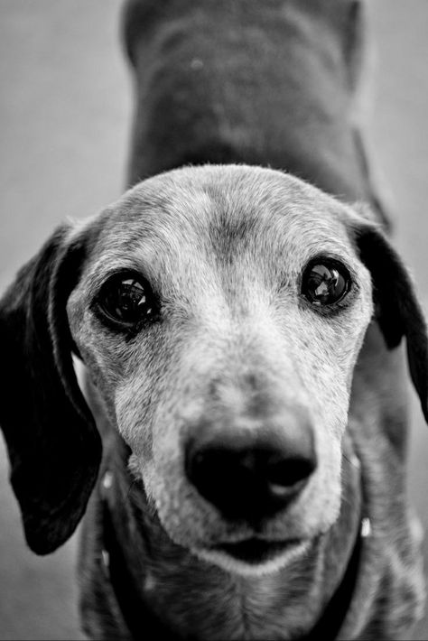 Daschund Photoshoot, Dachshund Photoshoot, Dog Photoshoot Pet Photography, Dachshund Training, Memorial Ideas, Old Dog, Dapple Dachshund, Dog Photoshoot, Pet Photos