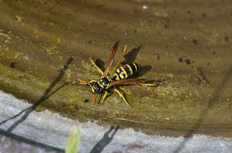 Best Ways to Get Rid of Yellowjackets Yellow Jacket Trap, Yellow Jacket Wasp, Wasp Traps, Wasp Nest, Yellow Jackets, Yellow Jacket, Stray Cat, Yard Ideas, Food Animals