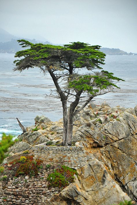 Pebble Beach California, Lone Cypress, Carmel Ca, Cypress Trees, Beach California, Pebble Beach, Northern California, Places Ive Been, The Beach