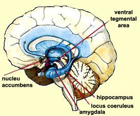 THE BRAIN FROM TOP TO BOTTOM Basal Ganglia Anatomy, Locus Coeruleus, Ventral Tegmental Area, Brain Pictures, Nucleus Accumbens, Basal Ganglia, Skull Anatomy, Brain Structure, Limbic System