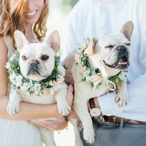 Dogs In Weddings, Dog Of Honor, Wedding Dogs, Dog Wedding Outfits, Dog Flowers, Flower Dog Collar, Wedding Dog Collar, Flower Dog, Dog Wreath