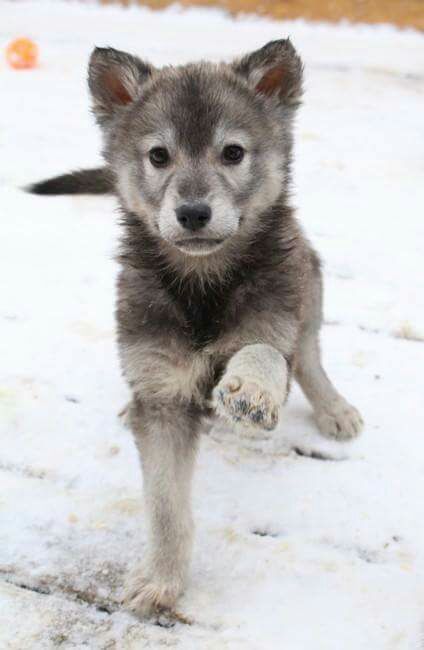 Wallpaper Wolf, Wolf Puppies, Draw Wolf, Aesthetic Wolf, Aesthetic Puppy, Wolf Aesthetic, Wolf Poses, Wolf Puppy, Baby Wolves