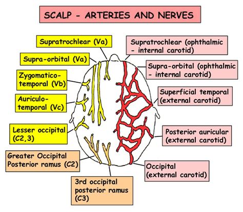 Instant Anatomy - Head and Neck - Vessels - Arteries - Scalp Scalp Anatomy Notes, Scalp Anatomy, Anatomy Of The Body, Medicine Anatomy, Anatomy Head, Medical Assistant Student, Medical Mnemonics, Gross Anatomy, Facial Anatomy