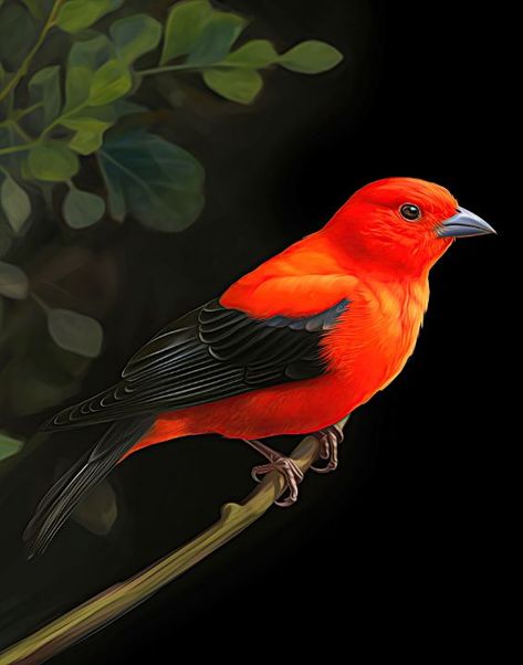 Scarlett Tanager - Talleyho Studio Scarlet Tanager Bird, Scarlet Tanager, Bird Images, Wildlife Artwork, Mountain Goat, Red Bird, Nature Birds, Red Birds, Pastel Painting