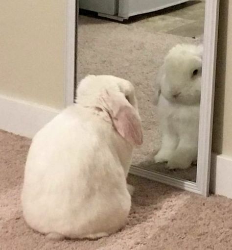 Best Fridge, It Memes, People Screaming, Best Refrigerator, Be Silly, Water Filters, Marriage Proposal, White Rabbit, Refrigerator