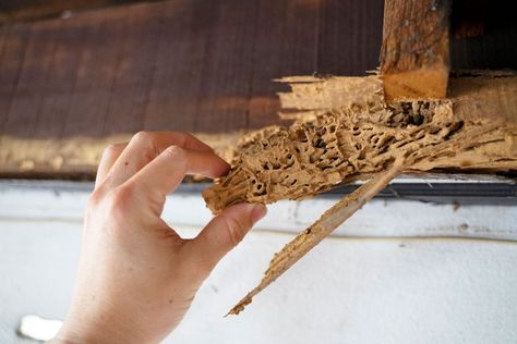 7 Signs You Might Have a Termite Infestation Getting Rid Of Earwigs, Signs Of Termites, Drywood Termites, Ant Infestation, Termite Damage, Earwigs, Fire Ants, Stink Bugs, Termite Control