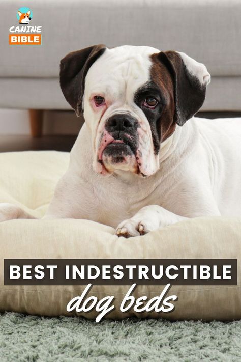 Best Indestructible Dog Beds High Rise Dog Bed, Dog Bed Medium, Chew Proof Dog Bed, Dog Bed Orthopedic, Indestructable Dog Bed, Pet Beds, Dog Accessories, Dog Bed, Bible