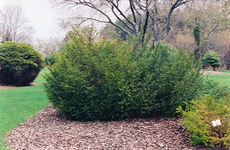 Taxus Canadensis, Regina Saskatchewan, Evergreen Hedge, Privacy Trees, Landscaping Trees, Plant Home, Gardening Zones, Garden Shrubs, Plant Guide