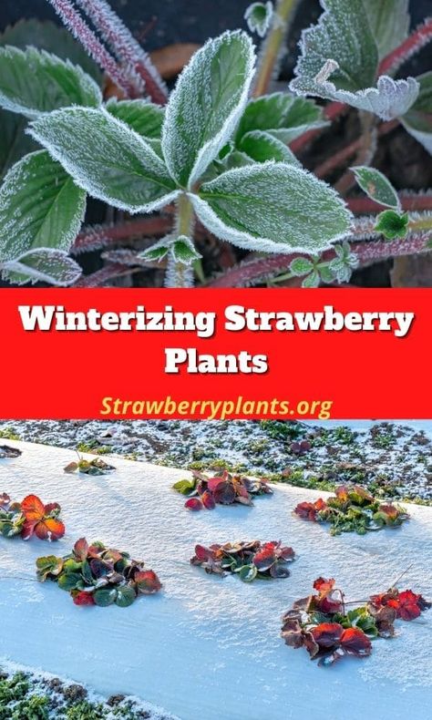 Strawberry Companion Plants, Companion Plants, Strawberry Plants, Companion Planting, Plants