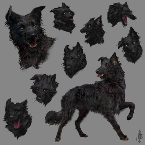 Andréa Boloch on Instagram: “Happier post this time. My vision of Padfoot. I've often imagined him as an half-breed dog, as if its form of animagus also disagreed with…” Sirius Black Dog, Young Sirius Black, Marauders Fan Art, Remus And Sirius, Canine Drawing, Avatar Fan Art, Dog Sketch, Easy Drawings Sketches, Dog Tattoo