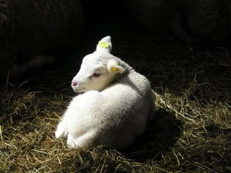 Lying in straw by hoedenmaker Lamb Lying Down, Sheep And Lamb, Baby Goats, Silly Animals, Grimm, Photo Reference, Comic Character, Art Reference Photos, Painting Inspiration