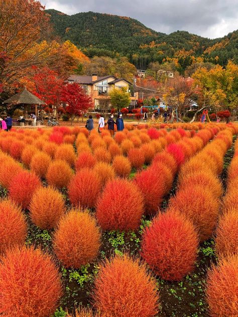 Oishi Park is a natural park on Lake Kawaguchi's north coast. Walking along the park promenade, you can fully admire the flowers of the autumn landscape, Mt. Fuji and Lake Kawaguchi. There are unique maple leaves here that are worth a visit.🍁🍂🗻🇯🇵 — at Kawaguchiko Lake, Mt.fuji, Japan. Mt Fuji Japan, Beauty Of Japan, Fuji Japan, Mt Fuji, Natural Park, Maple Leaves, North Coast, Autumn Landscape, Travel Around