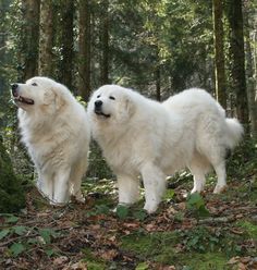 Maremma Dog, Pyrenees Puppies, Pyrenean Mountain Dog, Livestock Guardian Dog, Great Pyrenees Dog, Samoyed Dogs, Giant Dogs, Great Pyrenees, Take A Hike