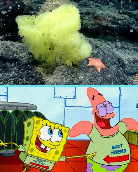 Spongebob Logic, Spongebob Best Friend, Imagination Spongebob, Spongebob And Patrick, Spongebob Pics, Spongebob Drawings, Stephen Hillenburg, Spongebob Party, Spongebob Patrick