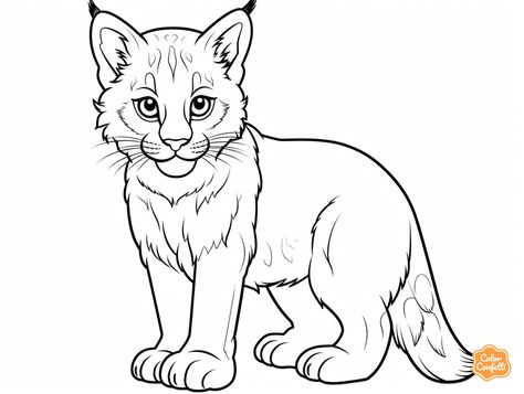 illustration of Wonderful bobcat coloring page Lynx Cat Illustration, Bobcat Illustration, Bobcat Drawing, Lynx Drawing, Mandala Turtle, Safari Adventure, Cat Coloring Page, Fantasy Fairy, Cat Illustration