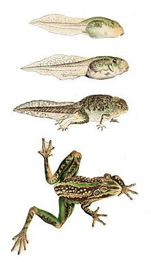 Tadpole to Frog Tadpole To Frog, Metamorphosis Art, Pond Life, Animal Study, Frog Art, Scientific Illustration, Ap Art, Bugs And Insects, Reptiles And Amphibians