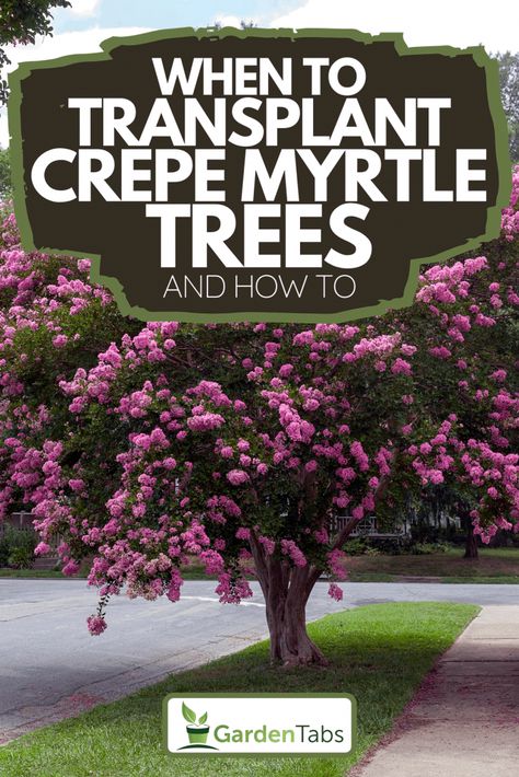 When To Transplant Crepe Myrtle Trees And How To - GardenTabs.com When To Plant Crepe Myrtle Trees, Transplanting Crepe Myrtles, Crape Myrtle Tree Care, Crepe Myrtles Along Fence, Planting Crepe Myrtle Trees, How To Prune Crepe Myrtle Trees, When To Prune Crepe Myrtle Trees, Landscaping With Crepe Myrtles, Trimming Crepe Myrtles