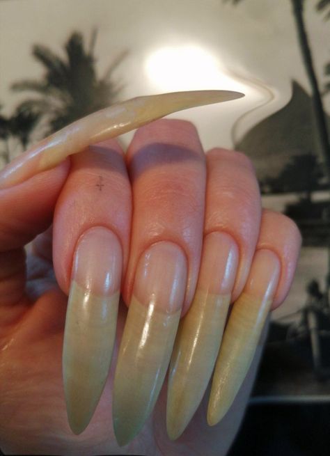 Seductive Nails, Natural Stiletto Nails, Long Natural Nails, Curved Nails, Pointy Nails, Long Nail, Exotic Nails, Vacation Nails, Cat Nails