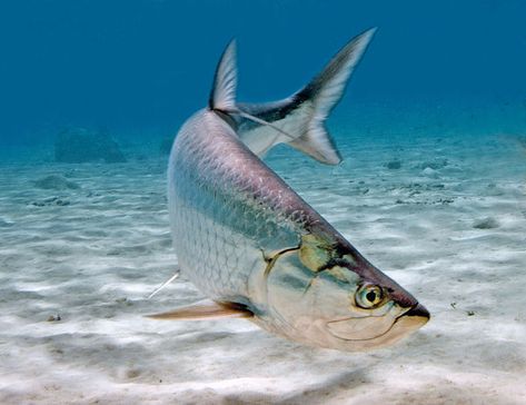 Tarpon fishing tips Tarpon Fish, Fish In Water, Fish Photography, Fish Photo, Tarpon Fishing, Swimming Fish, Salt Water Fishing, Salt Water Fish, Pike Fishing