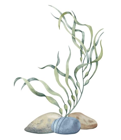 Seaweed with seabed stones. Hand drawn watercolor illustration on isolated background of underwater sea Algae and ocean floor for icon or logo. Colorful undersea drawing of laminaria. Nautical sketch Undersea Drawing, Sea Algae, Underwater Sea, Ocean Floor, Painted Jacket, Botanical Drawings, Watercolor Illustration, Body Art, Vector Art