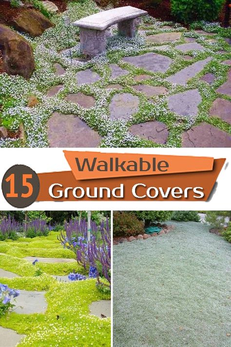 Ground Cover For Pathways, Steppables Ground Cover, Ground Cover Between Stepping Stones, Ground Cover For Sunny Slopes, Steppable Plants Walkways, Ground Cover For Sunny Areas, Outdoor Ground Cover Ideas, Stepping Stones With Ground Cover, Garden Ground Ideas