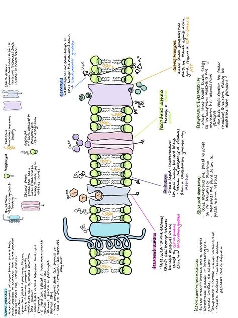 biology cell membrane notes notability ipad notes osmosis diffusion active transport Cell Membrane Notes, Active Transport Biology, Cell Biology Notes, Cell Membrane Structure, Biology Cell, Active Transport, Biochemistry Notes, Nursing Study Tips, Cell Transport