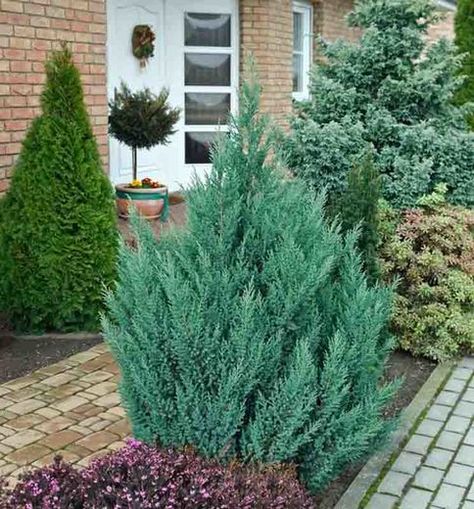 Juniperus chinensis 'Stricta' (Chinese Juniper) Chinese Juniper, Juniper Shrub, Juniperus Chinensis, Italian Cypress, Evergreen Garden, Future Garden, Meadow Garden, Planting Shrubs, Border Plants